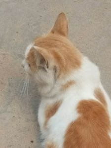 《小偶像(ABO)》