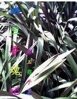 《幽兰香魂记》