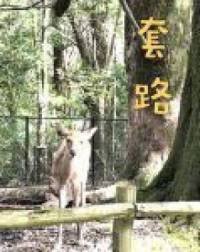 《套路》